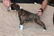 7,5 weeks old