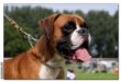 Q von Ellinghaus - VDH Jugendchampion