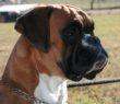 Baracuda Maximus Deus - Polsk champion