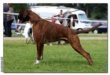 Flashmans Magnum - Norsk Champion