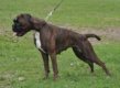 Emma-Tiger von der Schiffbek - VDH champion, årsvinder/jahressieger 2010 DK, Jahressieger 2010 D